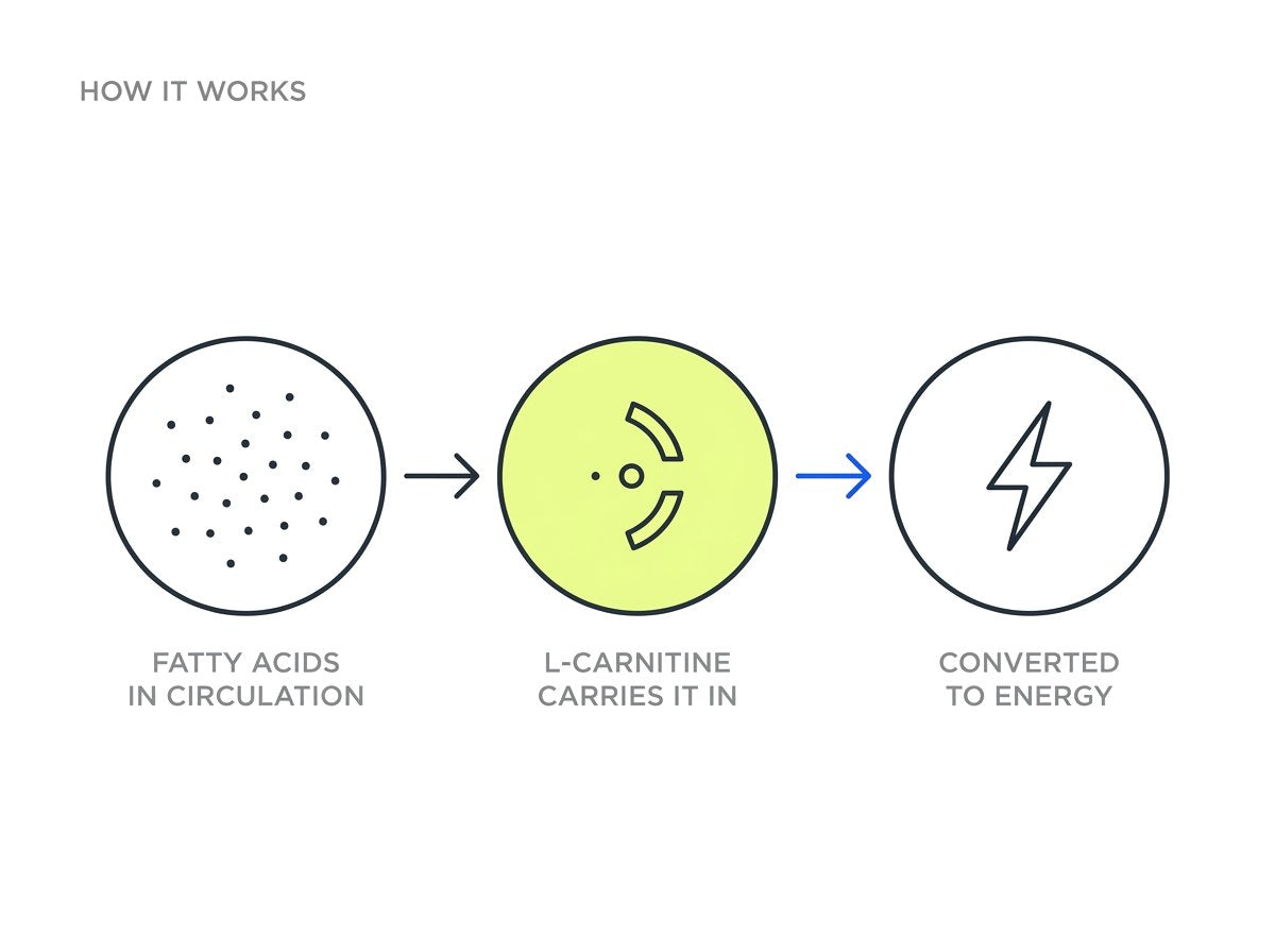How it works: fatty acids in circulation, then L-Carnitine carries it in, then it is converted to energy